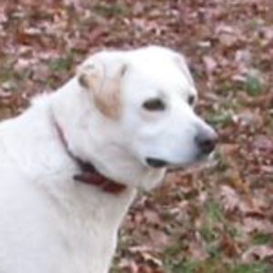 Profile photo of sandi